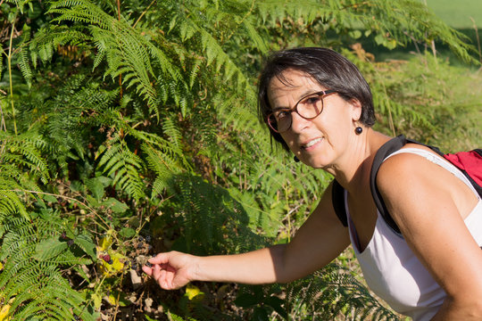 Woman Hiker Picks Blackberries