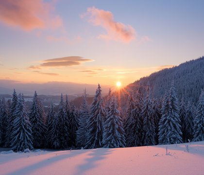 Winter landscape with sunset in the fir forest