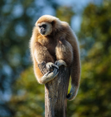 Naklejka premium Gibbon monkey