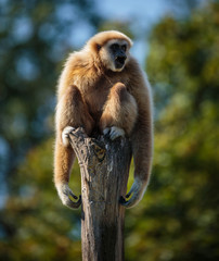 Gibbon monkey