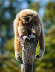 Gibbon monkey