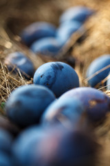 Ripe plums fallen from the tree