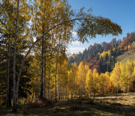 Fototapeta premium Autumn landscape with deciduous forest in the mountains