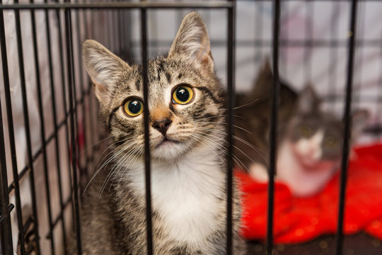 Fototapeta Little kittens in a cage of a shelter