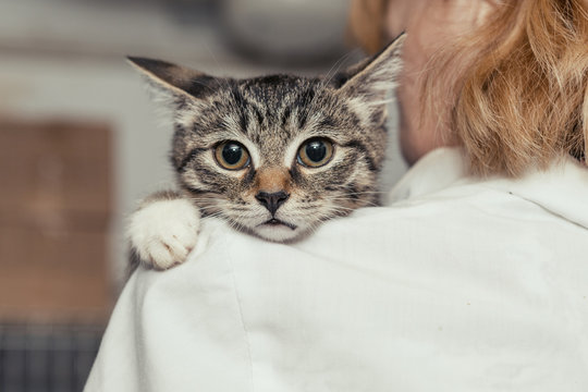 Fototapeta Small kitten into the hands of the physician