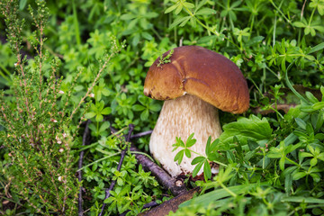 Boletus mushroom on a grassy meadow