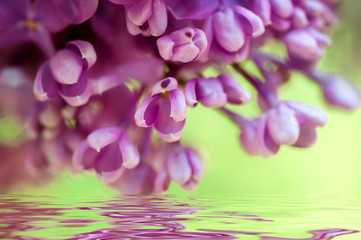 Fototapeta na wymiar closeup spring violet flowers. natural floral background with reflection on water