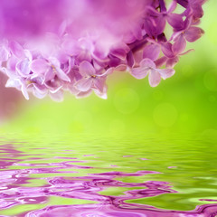 Obraz na płótnie Canvas closeup violet spring lilac flowers. natural floral background