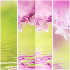 set of natural floral backgrounds. violet spring  lilac flowers.