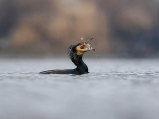 kormoran połykający rybę