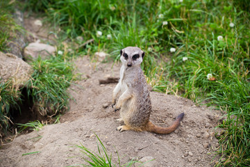 Meerkat, Suricata, suricatta also known as the suricate. Wildlif