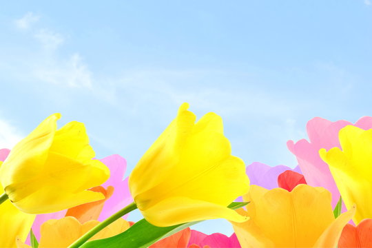 colorful spring tulip flower in sky background with text copy space
