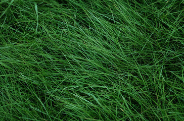 green grass top view