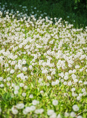 Obraz na płótnie Canvas Nature background.Multiple dandelions on the meadow