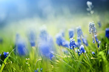closeup blue spring flowers  and fresh green grass. natural summer background
