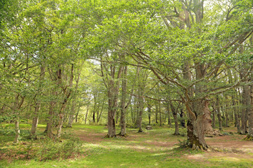 Sant Antonio woods in Pescocostanzo