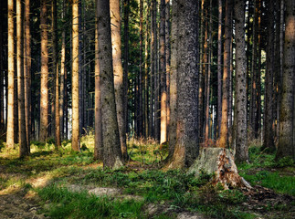 the old forest last rays of light