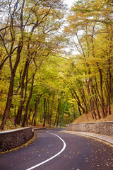 Fototapeta premium empty road and colorful yellow, green and red trees in autumn park