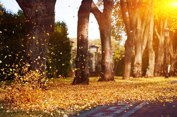 fallin colorful autumn leaves on road in park. natural background