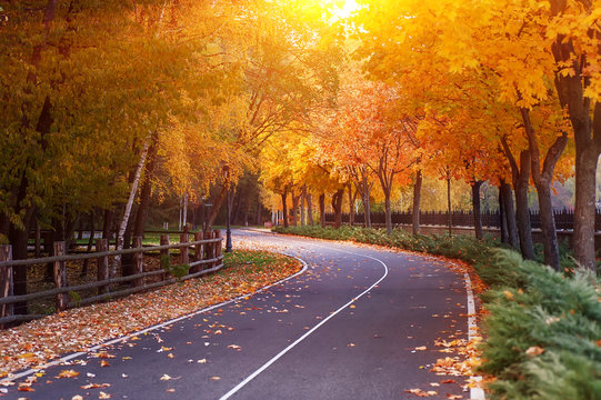 empty road and colorful yellow, green and red trees in autumn park