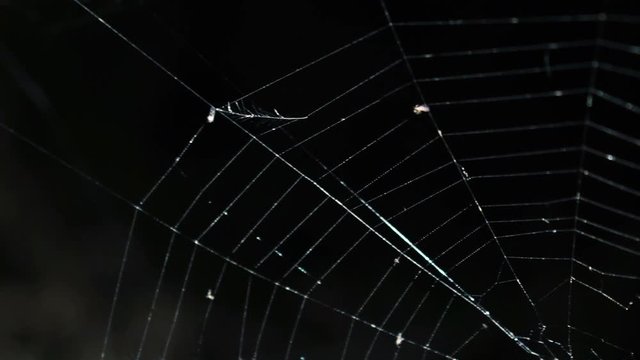 Alight spider web on the dark background