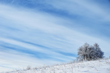 tree covered by frost in rural field and blue cloudy sky. natural winter background