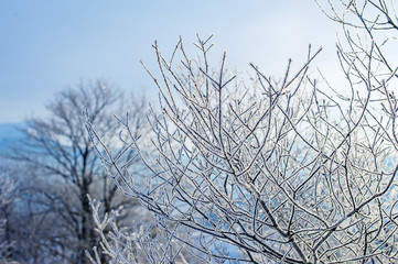 tree branches covered by snow and frost. natural winter background