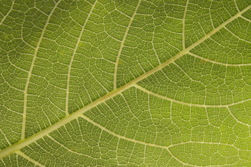 green leaf background
