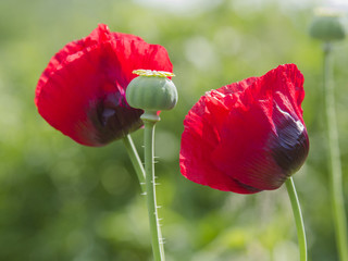 poppy flower on a green background