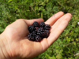 Many ripe blackberries on human palm