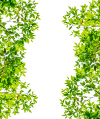 Obraz premium Green leaves background