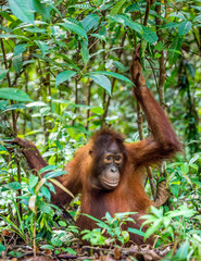 Cub of Central Bornean orangutan  ( Pongo pygmaeus wurmbii )  in natural habitat. Wild nature in Tropical  Rainforest of Borneo. Indonesia