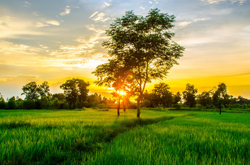 rice field landscape in sunset time thailand