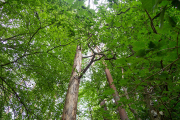 Fototapeta premium Wald