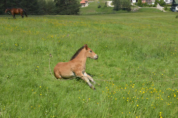Portrait of brown foal lying alone on a slope of a hill