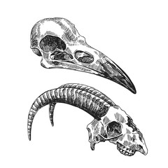  illustration  animal skulls