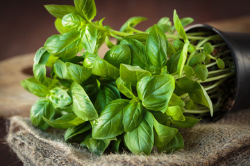 Fresh basil plant