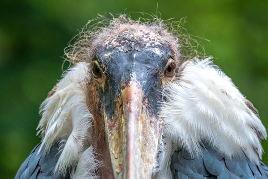 Marabu (Leptoptilos crumeniferus) Portr&auml;t