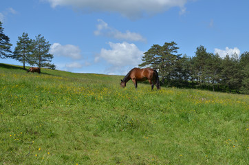 Fototapeta na wymiar Brown horse grazing on a pasture in a mountain meadow