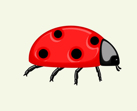Ladybird Vector