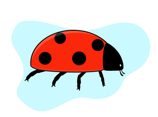 Ladybird Insect Vector