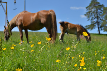 Naklejka na ściany i meble Meadow With Buttercups and Brown Horses