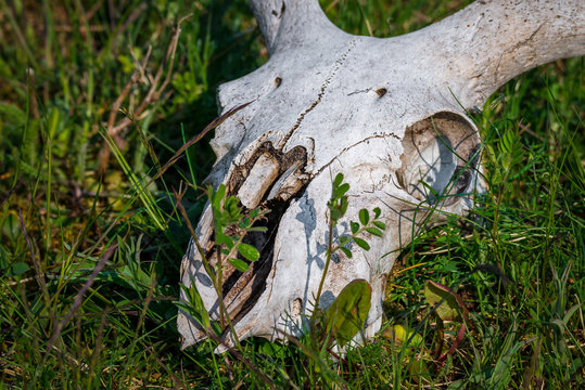 Sch&auml;del vom Hausschaf (Ovis gmelini aries) auf der Weide in der Natur