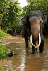 Fototapeta premium Two majestic elephants on the river preparing for their bath.
