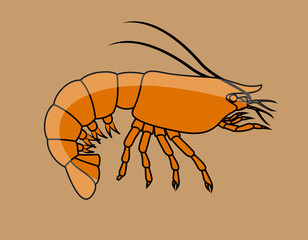 Prawn Fish Vector