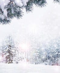 Obraz premium forest in the frost. Winter landscape. Snow covered trees.