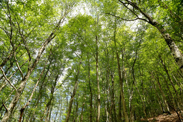 Sant Antonio woods in Pescocostanzo