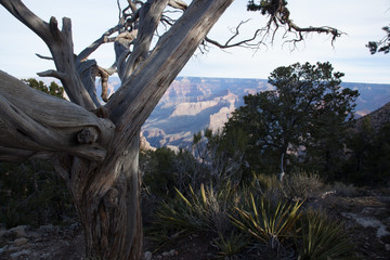 Trees near a canyon