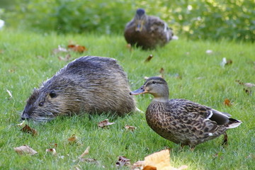 Ente und Nutria auf der Wiese