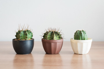 three cactus in pot on wood table
